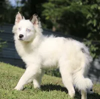 Prince , a male Pomsky for sale in Lancaster, OH – 2 of 10