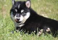 Dash , a male Pomsky for sale in Lancaster, OH – 3 of 4