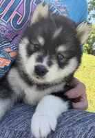 Dakota , a male Pomsky for sale in Lancaster, OH – 6 of 7