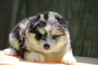 Soeckles, a female Pomsky for sale in Lancaster, OH – 2 of 6