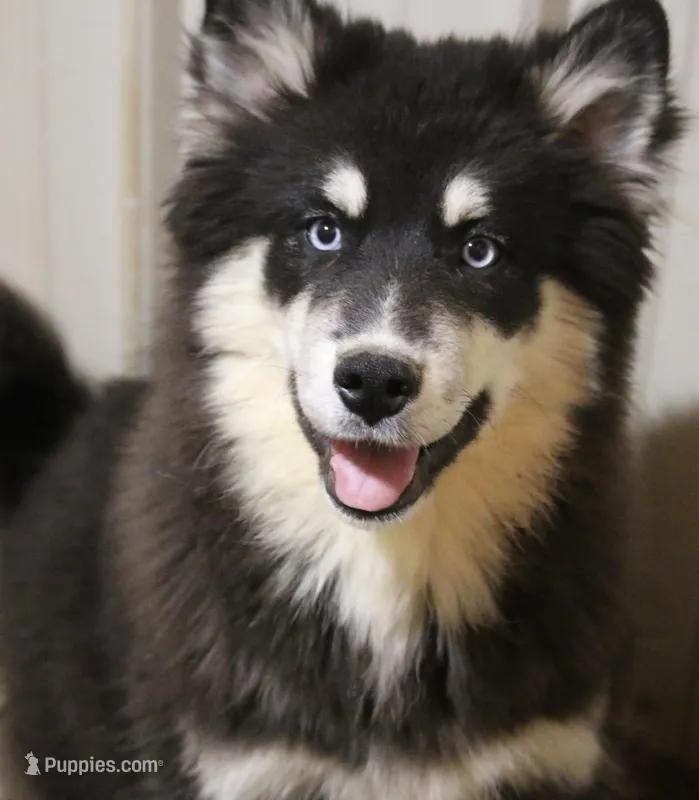 Walker – Pomsky puppy for sale in Lancaster, OH