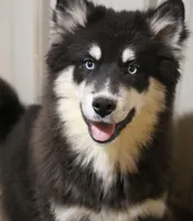 Walker, a male Pomsky for sale in Lancaster, OH – Photo 1 of 2