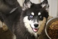 Walker, a male Pomsky for sale in Lancaster, OH – Photo 2 of 2