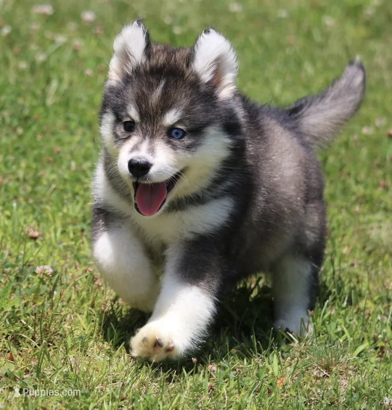 Dakota  – Pomsky puppy for sale in Lancaster, OH