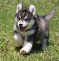Dakota , a male Pomsky for sale in Lancaster, OH – 1 of 10