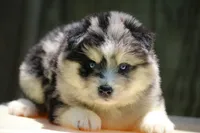 Soeckles, a female Pomsky for sale in Lancaster, OH – 3 of 6