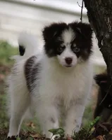 Nugget, a male Pomsky for sale in Lancaster, OH – 2 of 9