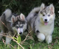 Holly, a female Pomsky for sale in Lancaster, OH – 3 of 5