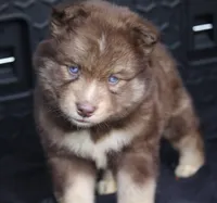 Kipper, a male Pomsky for sale in Lancaster, OH – 5 of 8