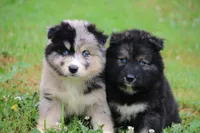 Swirl , a female Pomsky for sale in Lancaster, OH – 5 of 5