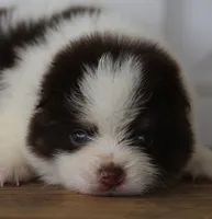 Nugget, a male Pomsky for sale in Lancaster, OH – 5 of 6