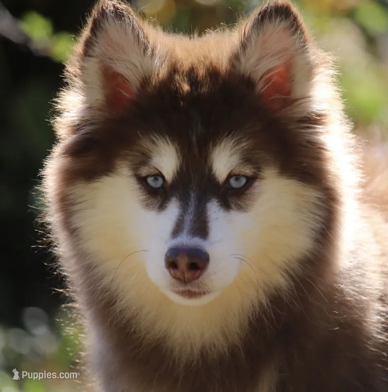 Addie  – Pomsky puppy for sale in Lancaster, OH