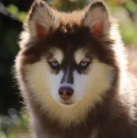 Addie , a female Pomsky for sale in Lancaster, OH – 1 of 6