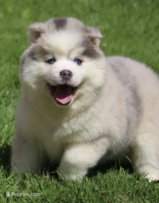 Merle – Pomsky puppy for sale in Lancaster, OH