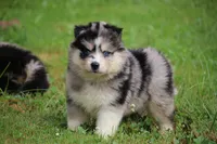 Speckles , a female Pomsky for sale in Lancaster, OH – 2 of 9
