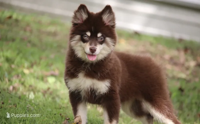 Louise – Pomsky puppy for sale in Lancaster, OH