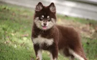 Louise, a female Pomsky for sale in Lancaster, OH – 1 of 7