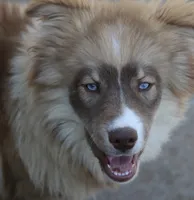 Brown, a male Pomsky for sale in Lancaster, OH – 1 of 10
