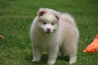 Max, a male Pomsky for sale in Lancaster, OH – 6 of 10