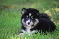 Sparkles, a female Pomsky for sale in Lancaster, OH – 3 of 6
