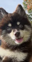 Louise, a female Pomsky for sale in Lancaster, OH – 6 of 7