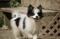 Minnie , a female Pomsky for sale in Lancaster, OH – 5 of 5