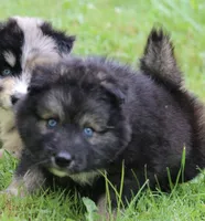 Shadow , a male Pomsky for sale in Lancaster, OH – 3 of 3