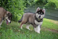 Daisy, a female Pomsky for sale in Lancaster, OH – 3 of 4