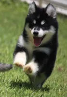 Dash , a male Pomsky for sale in Lancaster, OH – 7 of 10
