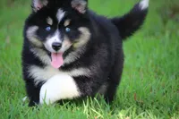 Sparkles, a female Pomsky for sale in Lancaster, OH – 2 of 6