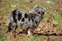 Sparky, a male Pomsky for sale in Lancaster, OH – 5 of 6
