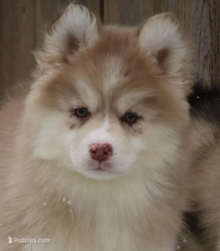 Brandy  – Pomsky puppy for sale in Lancaster, OH
