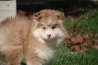 Brandy , a female Pomsky for sale in Lancaster, OH – Photo 1 of 5