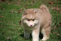Brandy , a female Pomsky for sale in Lancaster, OH – Photo 4 of 5