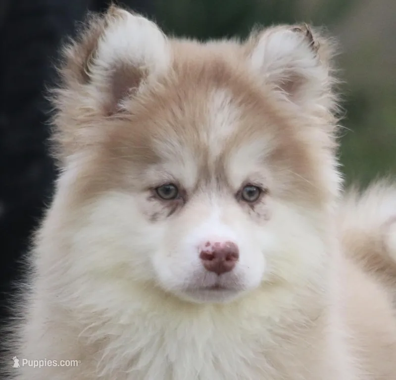 Brandy  – Pomsky puppy for sale in Lancaster, OH