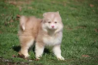 Brandy , a female Pomsky for sale in Lancaster, OH – Photo 5 of 5