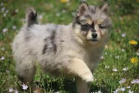 Chelsey , a female Pomsky for sale in Lancaster, OH – Photo 7 of 8