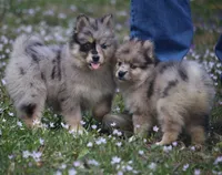 Chelsey , a female Pomsky for sale in Lancaster, OH – Photo 4 of 8