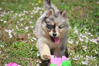 Chelsey , a female Pomsky for sale in Lancaster, OH – Photo 5 of 8