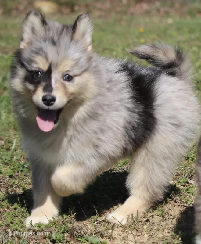 Chelsey  – Pomsky puppy for sale in Lancaster, OH