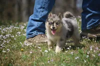 Chelsey , a female Pomsky for sale in Lancaster, OH – Photo 8 of 8