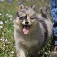 Chelsey , a female Pomsky for sale in Lancaster, OH – Photo 3 of 8