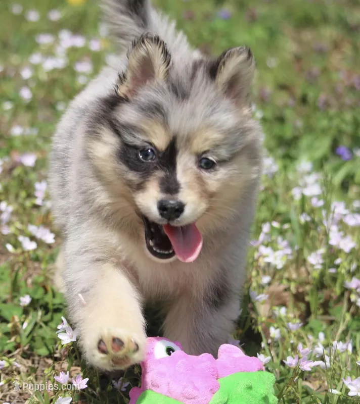 Chelsey  – Pomsky puppy for sale in Lancaster, OH
