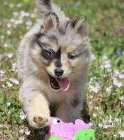 Chelsey , a female Pomsky for sale in Lancaster, OH – Photo 1 of 8