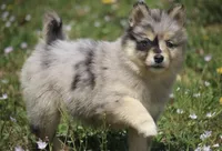 Chelsey , a female Pomsky for sale in Lancaster, OH – Photo 2 of 8