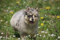 Chelsey , a female Pomsky for sale in Lancaster, OH – Photo 6 of 8