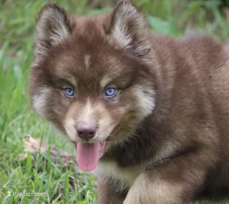 Kipper – Pomsky puppy for sale in Lancaster, OH