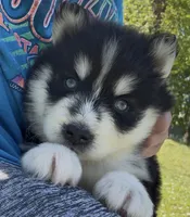 Dallas, a female Pomsky for sale in Lancaster, OH – 4 of 4