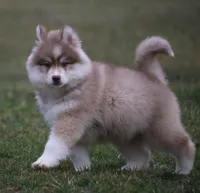 Bo , a male Pomsky for sale in Lancaster, OH – Photo 2 of 4