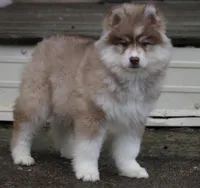 Bo , a male Pomsky for sale in Lancaster, OH – Photo 3 of 4